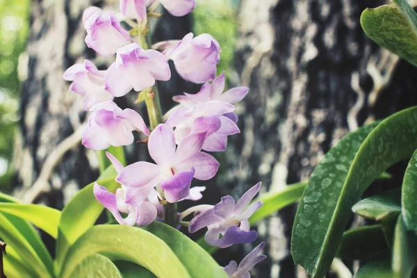 Цветы Белой Орхидеи — стоковое фото