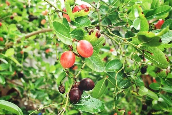 Zázračné Ovoce Listí Stromě — Stock fotografie