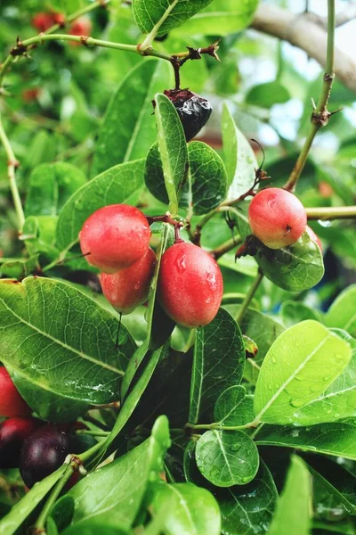 Frutto Miracoloso Foglie Sull Albero — Foto Stock