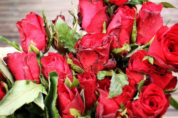 Bela Flor Rosa Vermelha — Fotografia de Stock