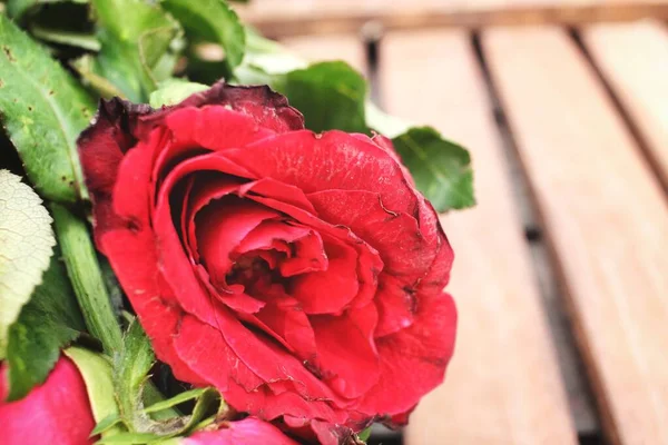 Hermosa Flor Rosa Roja — Foto de Stock