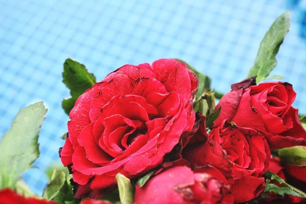 Schöne Rosenblüte Und Schwimmbad — Stockfoto