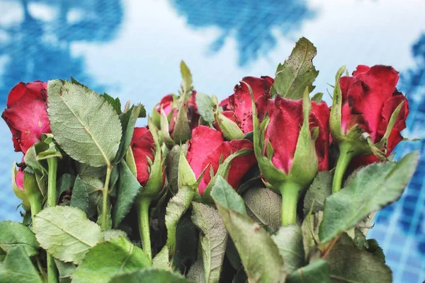 Schöne Rosenblüte Und Schwimmbad — Stockfoto