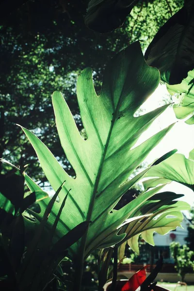 Hermosa Hojas Tropicales Verdes Sombra — Foto de Stock