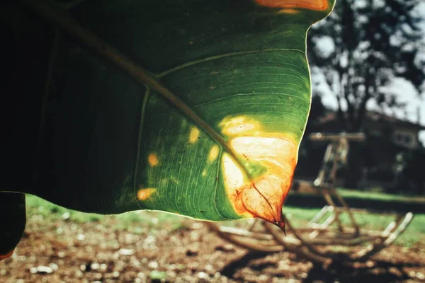 緑の熱帯の葉や影の美しい — ストック写真