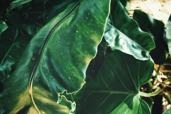 Vacker Gröna Tropiska Blad Och Skugga — Stockfoto