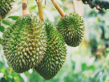 Ağaçtaki Durian tropikal meyvesi