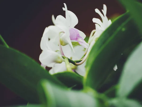 Mooi Van Witte Orchidee Bloemen — Stockfoto