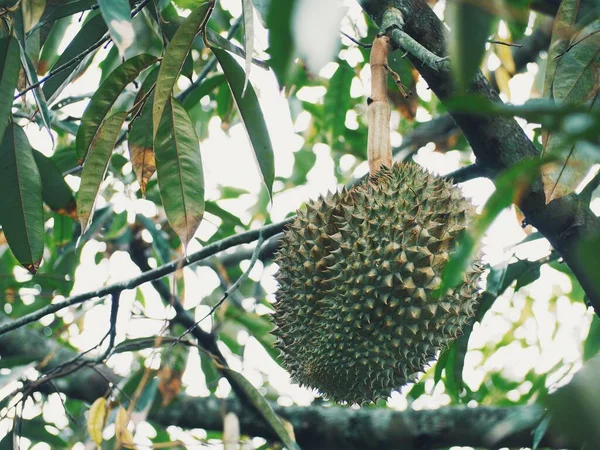 Durian Frutas Tropicales Árbol — Foto de Stock