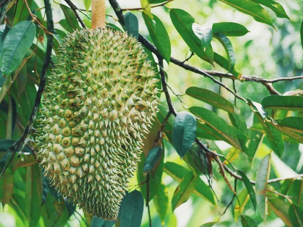 Durian Tropische Vruchten Boom — Stockfoto