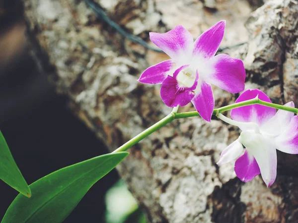 Bela Flores Orquídea Rosa — Fotografia de Stock