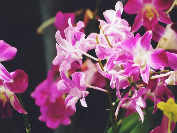 Krásná Růžová Orchidej Květiny — Stock fotografie