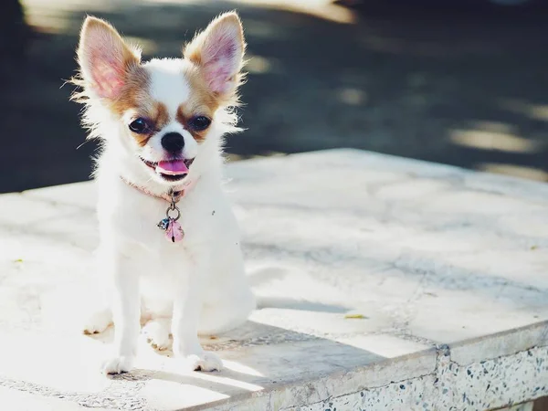 Schattig Van Witte Chihuahua Hond — Stockfoto