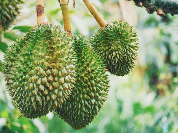 Durian Owoce Tropikalne Drzewie — Zdjęcie stockowe