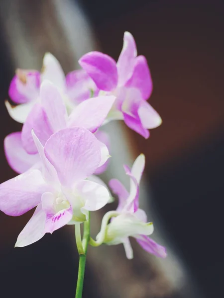 Krásná Růžová Orchidej Květiny — Stock fotografie