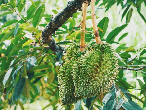 Durian Tropische Vruchten Boom — Stockfoto