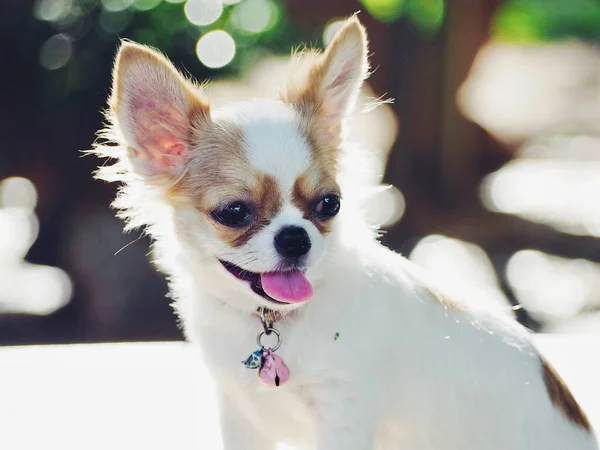 Söt Vit Chihuahua Hund — Stockfoto
