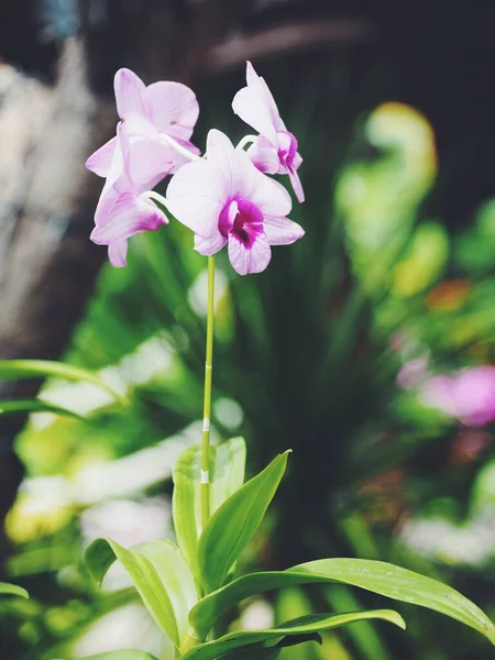 Розовые Орхидеи — стоковое фото