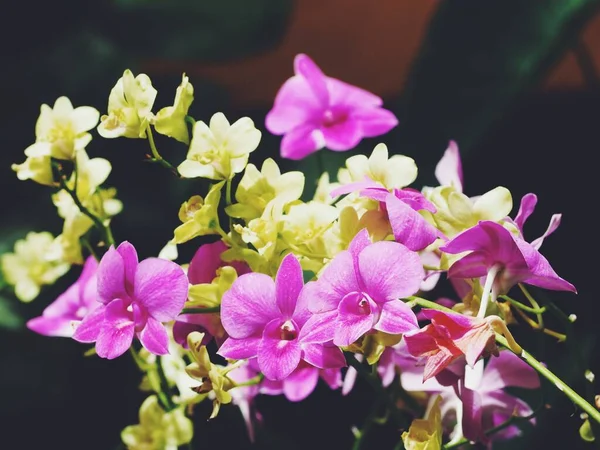 Krásná Růžová Orchidej Květiny — Stock fotografie