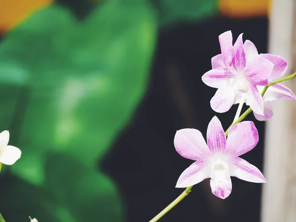 Vacker Rosa Orkidé Blommor — Stockfoto