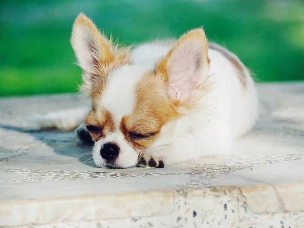 Carino Cane Chihuahua Bianco — Foto Stock