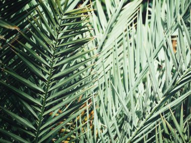 Yeşil tropik yaprakların güzelliği