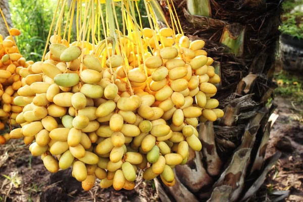 Primo Piano Dei Frutti Data Sugli Alberi — Foto Stock