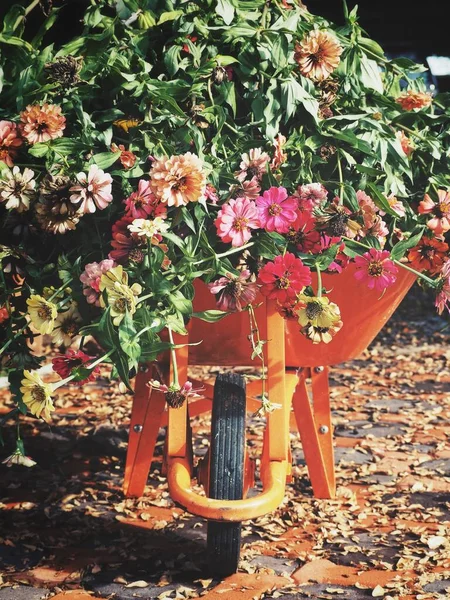 Vackra Vårblommor Bil Trädgården — Stockfoto
