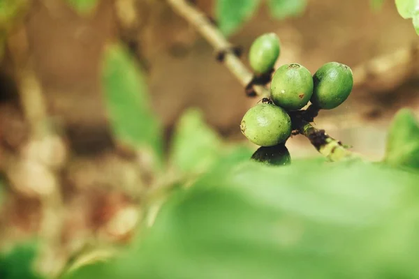 木の上の緑のコーヒー工場 — ストック写真