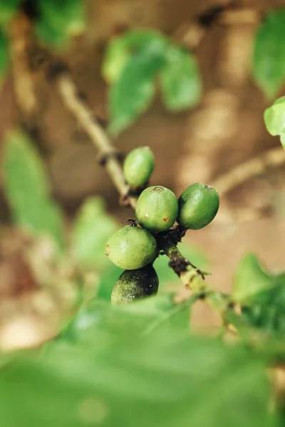 Zelená Káva Rostlina Stromě — Stock fotografie