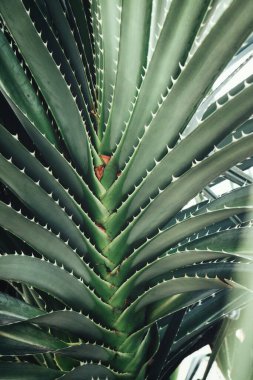 Yeşil tropik yaprakların güzelliği