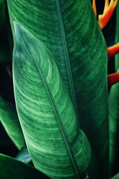 Bela Folhas Tropicais Verdes — Fotografia de Stock