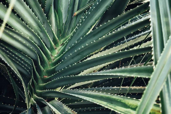 Bela Folhas Tropicais Verdes — Fotografia de Stock