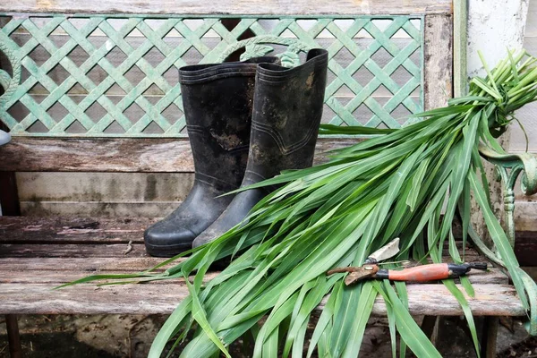 Green Vetiver Leaves Rubber Boots — Stock Photo, Image