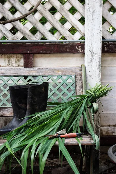 Green Vetiver Leaves Rubber Boots — Stock Photo, Image