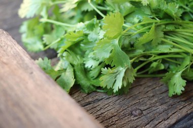 Ahşap arka planda kişniş otu