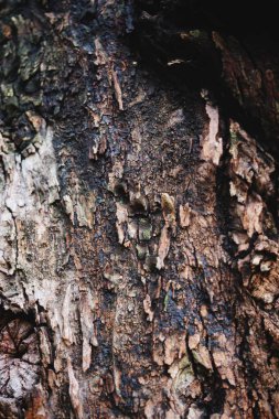 Closeup doku eski ağaç kabuğu