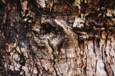 Closeup doku eski ağaç kabuğu