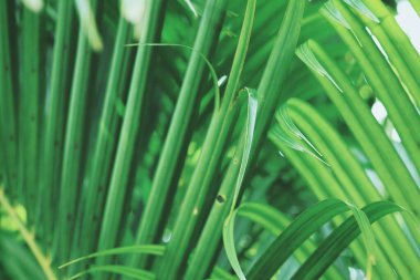 Yeşil tropikal yaprakların güzelliği bitki arka planı veya dokusu