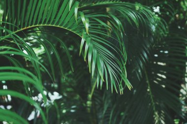 Yeşil tropikal yaprakların güzelliği bitki arka planı veya dokusu