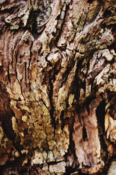 Closeup doku eski ağaç kabuğu