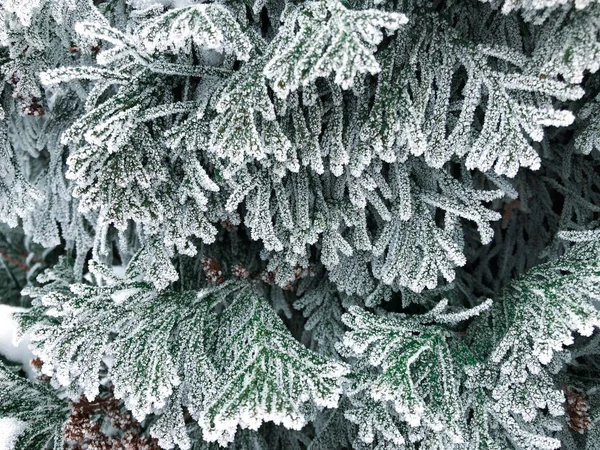 Frost'un üzerinde Noel ağacı dalları