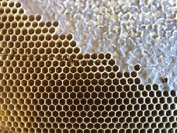 Bee honey comb. — Stock Photo, Image