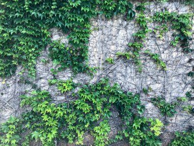 Ivy çalılıkları.