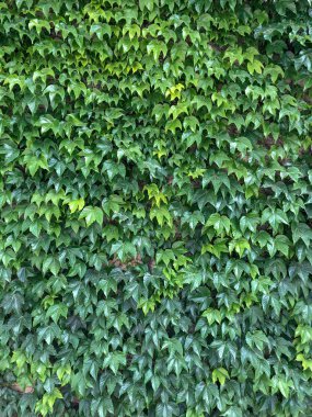 Sarmaşık kalın çalılıkları.