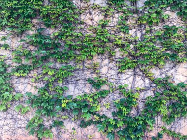 Ivy çalılıkları.