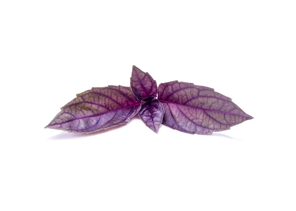 Hojas de albahaca púrpura . —  Fotos de Stock