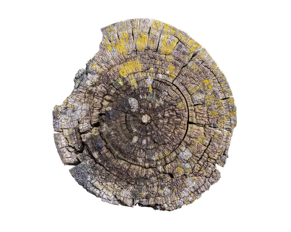 Çürük ahşap kütük.