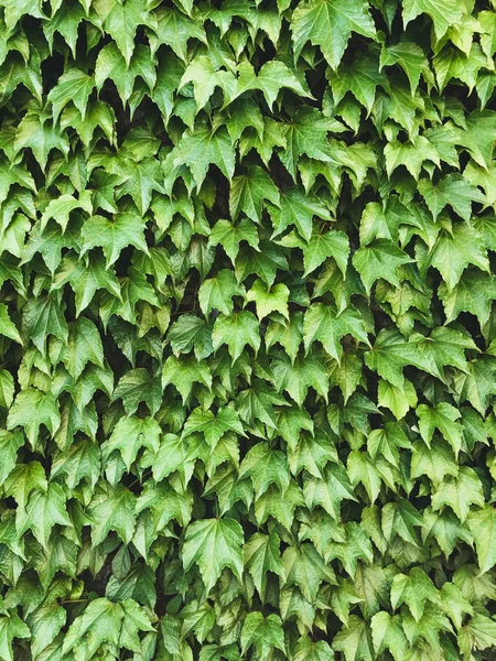 Plant Growing Walls Texture Rich Green Foliage Thick Thickets Ivy — Stock Photo, Image