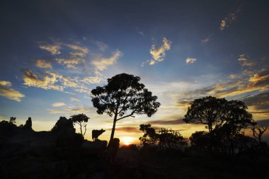 People, Dog and Trees Silhouettes at Sunrise in Brazil clipart